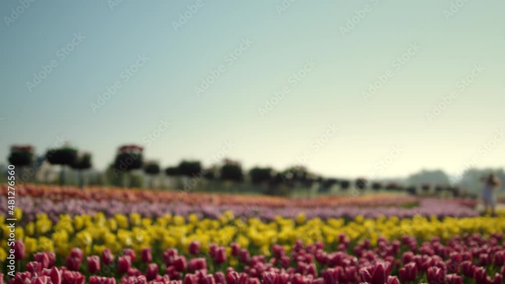Above view garden with spring flowers. Blured girl moving on flower background. 
