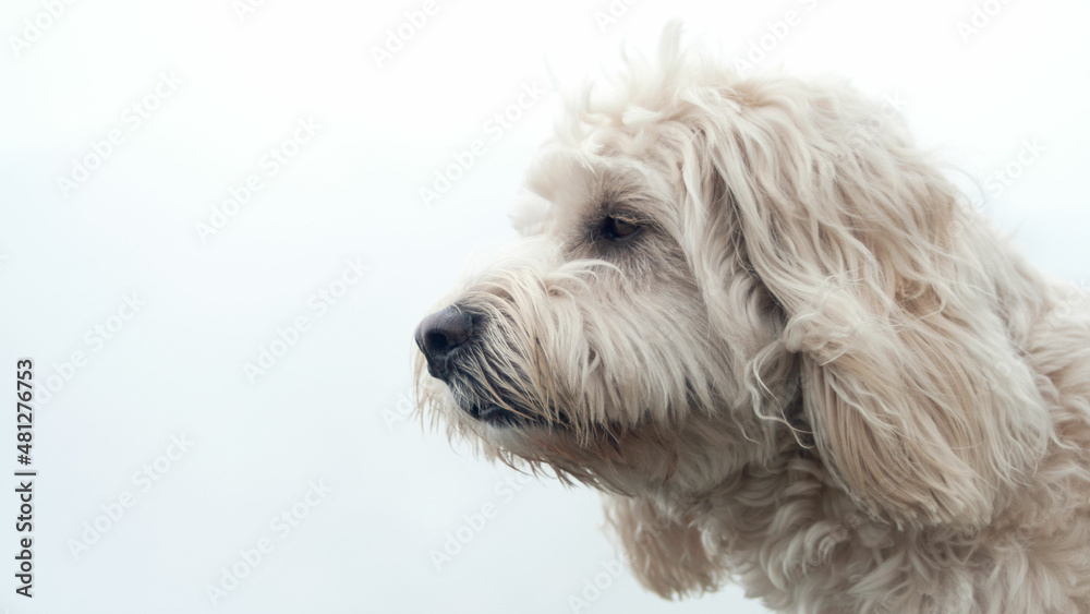 portrait of a white dog