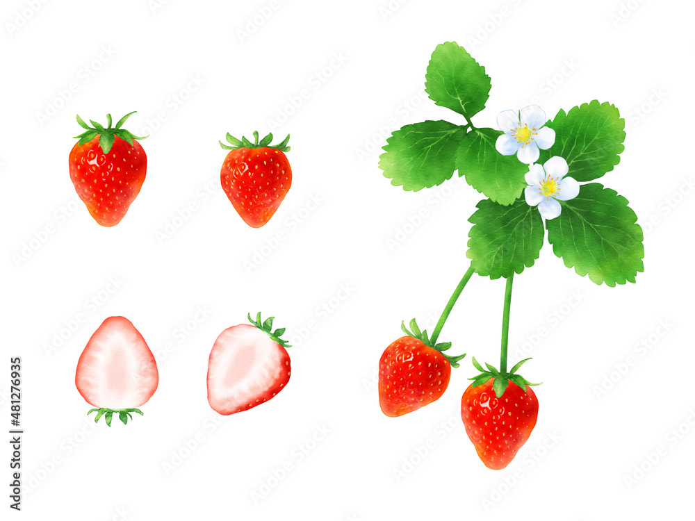 新鮮なイチゴと葉と花のセット 熟した赤いベリーの水彩イラスト カットフルーツ 白背景 ベクター Stock ベクター Adobe Stock