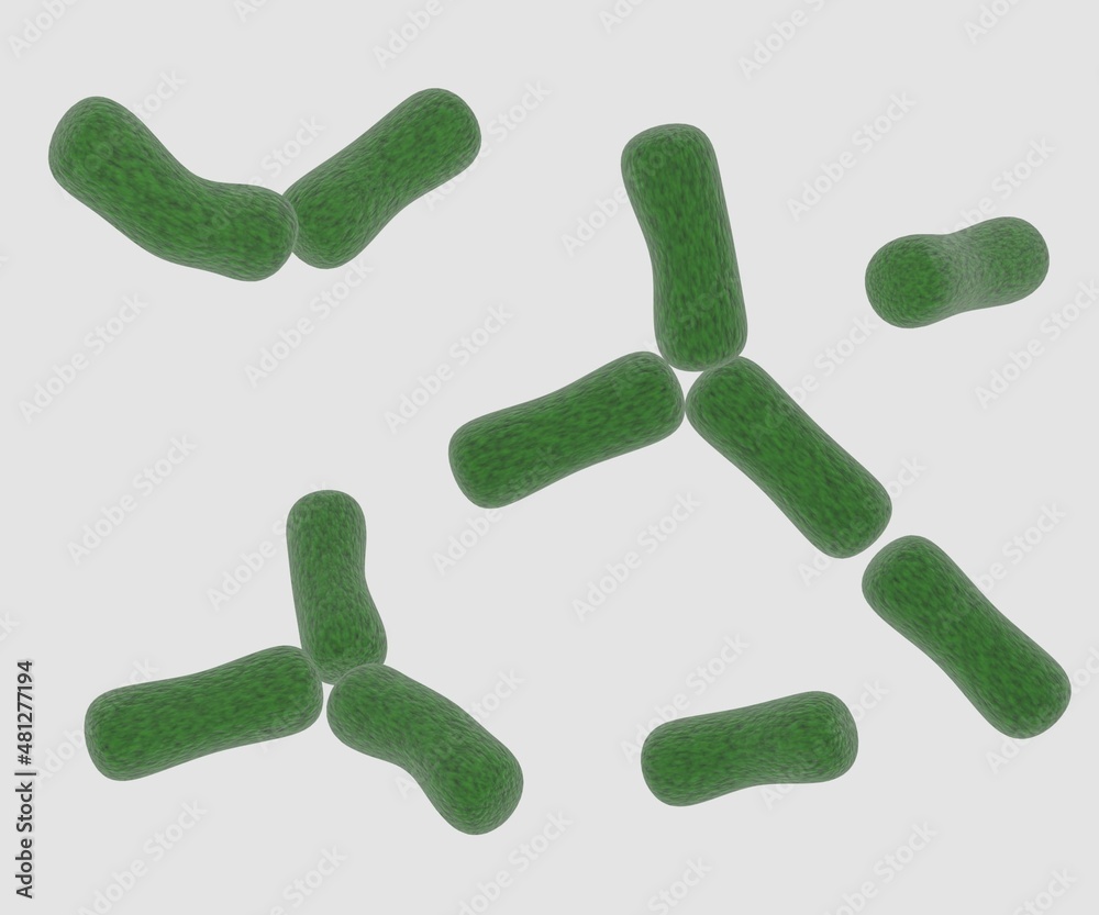 Bifidobacterium are used as probiotics 3d rendering Bifidobacterium are used as probiotics 3d rendering