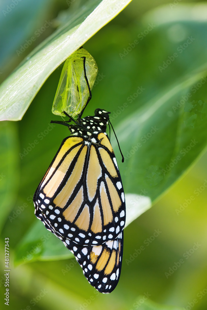 Naklejka premium Monarch just out of its chrysalis hanging on desperately.