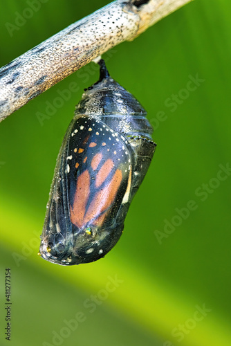 Monarch butterfly seen through its transparent chrysalis.
