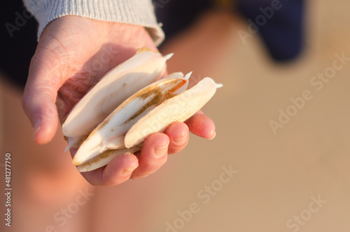 Cuttlefish bones being held on the beach in South West Rocks, NSW, Australia