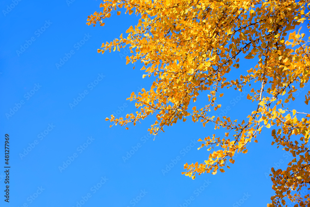 Ginkgo trees in autumn Ginkgo trees in autumn