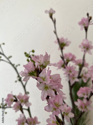 pink cherry blossom
