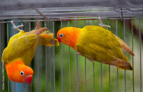 Leinwand Poster Lovebirds Parrot is green color and head is Orange color in the aviary