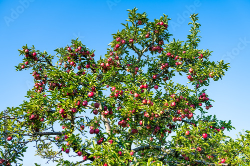 Apple orchard tree branches low angle view looking up of many red fruit in garden autumn fall farm countryside in Virginia with leaves and blue sky background © Andriy Blokhin