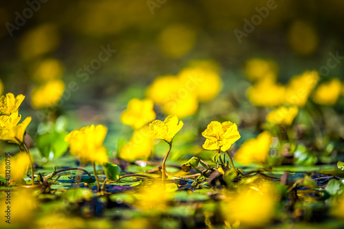 Nymphoides peltata fringed water lily with yellow floating heart flowers in water pond marsh in Virginia macro closeup ground surface level low angle view bokeh blurry background photo