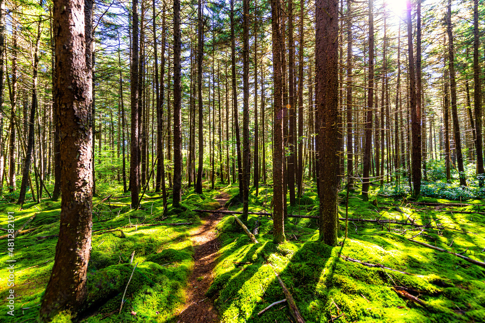 Red spruce pine trees lush green moss sun rays and footpath road at Gaudineer knob Monongahela national forest Shavers Allegheny mountains