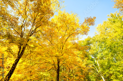 Vibrant yellow autumn foliage fall leaf color trees at Tea creek campground colorful forest trees in Marlinton, West Virginia low angle view looking up at blue sky