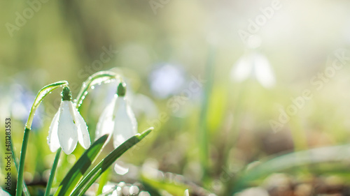 spring flowering white in sunshine, Common Snowdrop flowers with Water Drops in Spring Forest. Galanthus nivalis on banner. Easter background. Soft focus. Blurred art