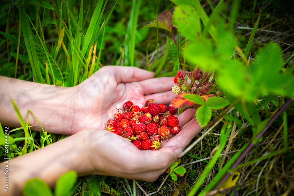 Hands closeup picking foraging many red wild alpine strawberries berries in North Carolina blue ridge mountains growing as wild edible on ground Hands closeup picking foraging many red wild alpine strawberries berries in North Carolina blue ridge mountains growing as wild edible on ground
