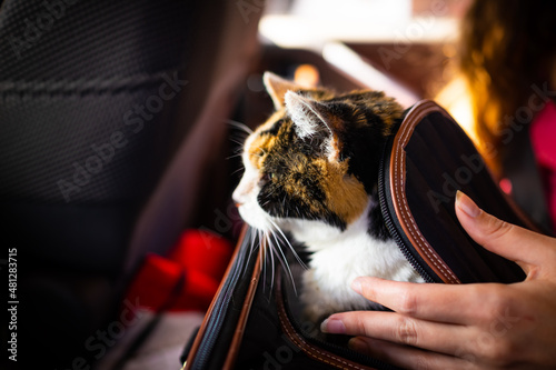 Side profile closeup of hand petting calico senior cat in portable travel carrier cage in car for adoption or health veterinarian visit for emergency