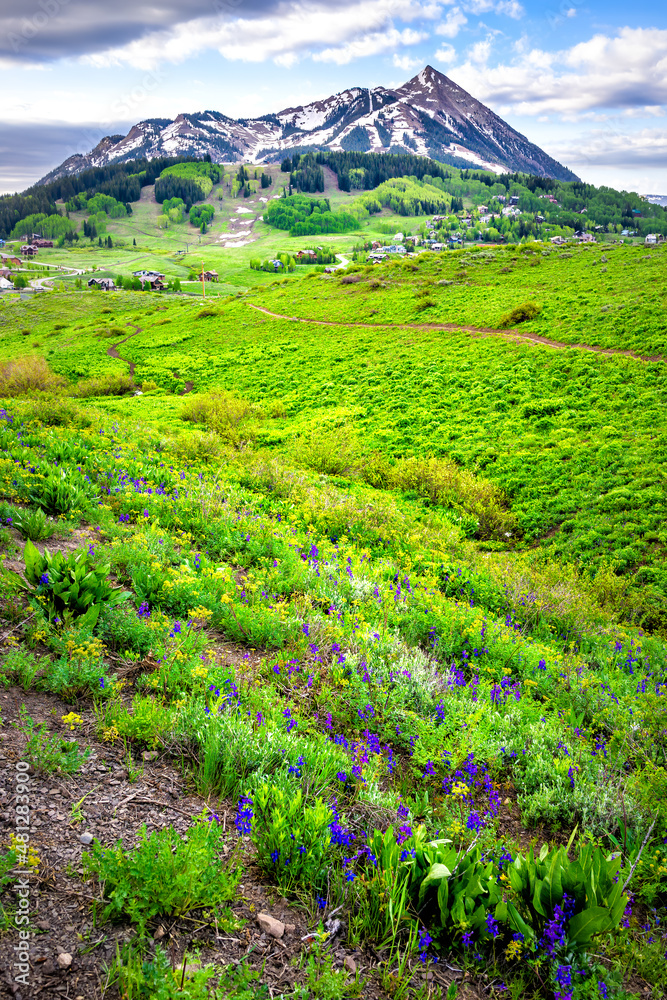 Mount Crested Butte vertical open view with lush green meadow field summer delphinium wildflowers festival with small town houses rocky mountain snow capped peak