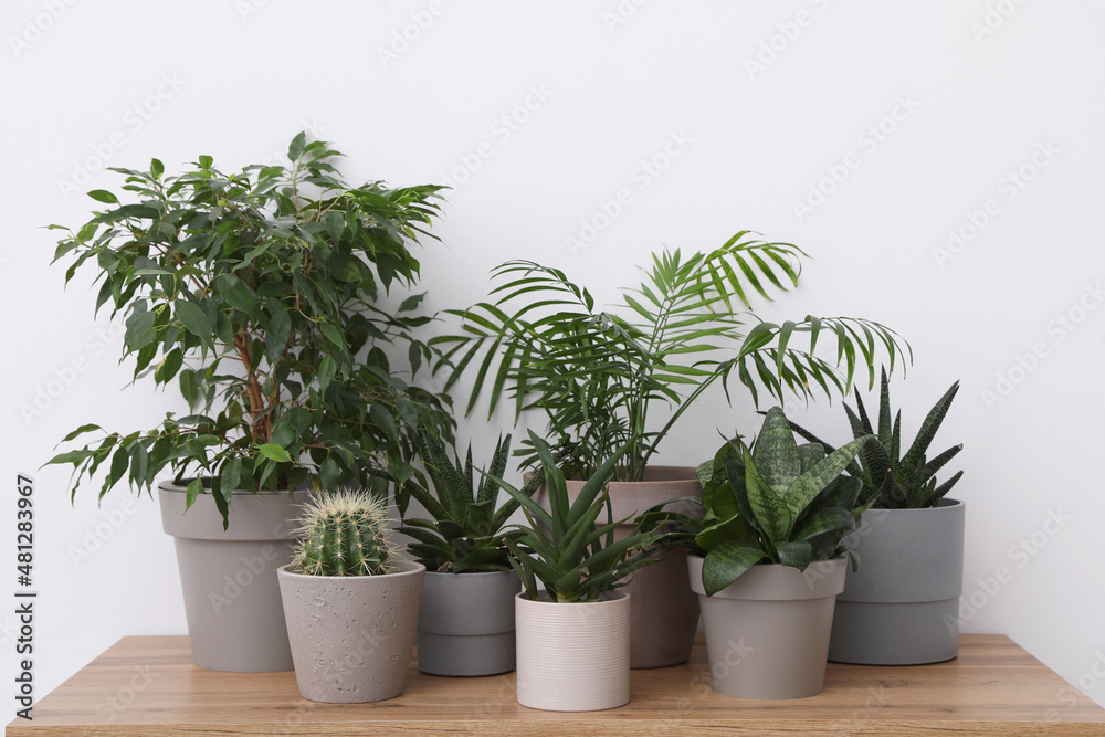 Many different houseplants in pots on wooden table near white wall