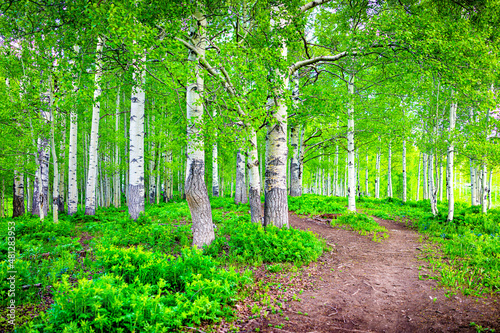 Snodgrass trail dirt mountain bike trail footpath road through green lush Aspen forest in Mt Crested Butte, Colorado park with nobody and pattern of trunks plants photo