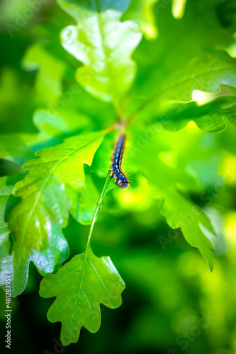 Macro closeup of bright green young oak leaves with caterpillar insect texture and bokeh background in Snowmass lake hike in Aspen, Colorado in summer vertical view