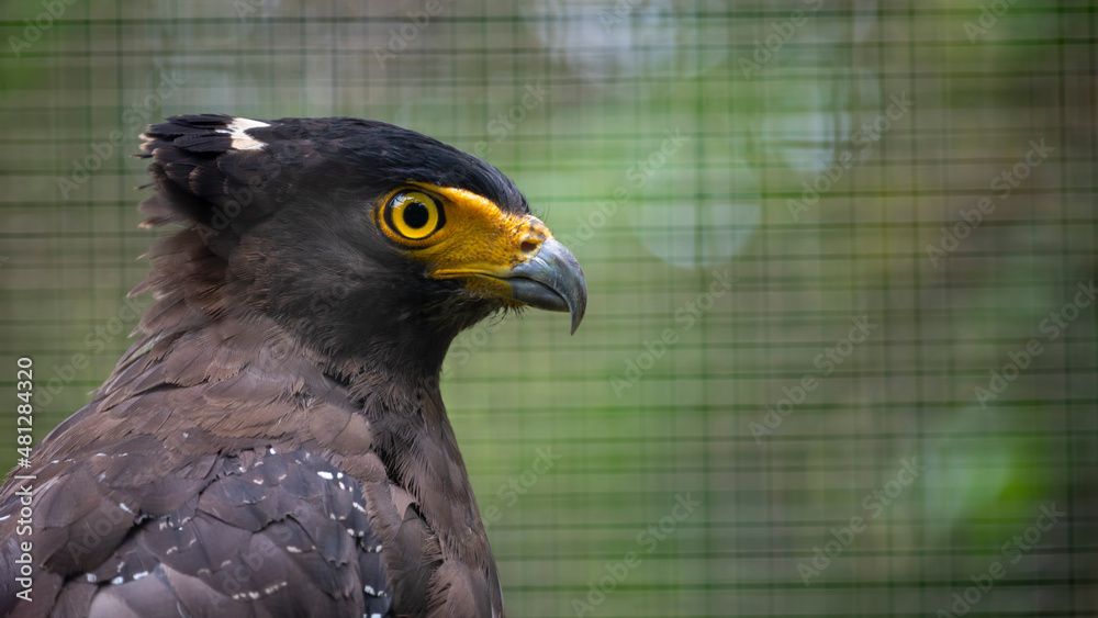 Crested serpent eagle in the city zoo Stock Photo | Adobe Stock