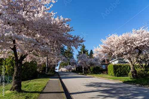 Residential area row of cherry blossom trees in beautiful full bloom in springtime. McKay Ave, South Slope, Burnaby, BC, Canada. photo