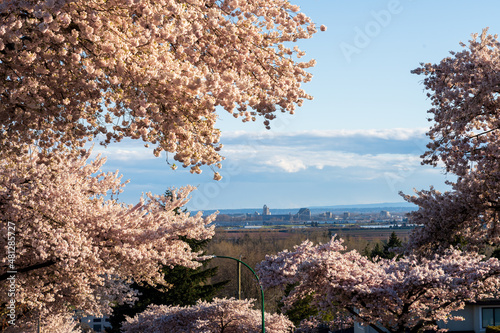 Residential area row of cherry blossom trees in beautiful full bloom in springtime. McKay Ave, South Slope, Burnaby, BC, Canada. photo