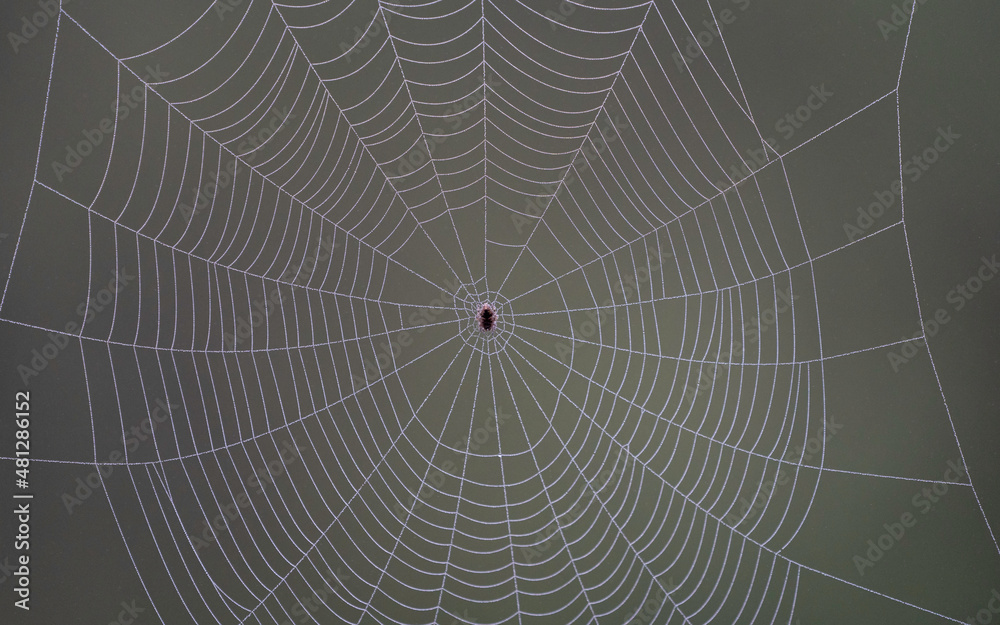 spiderweb close up