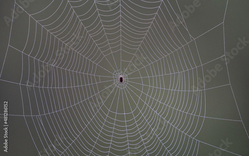 spiderweb close up