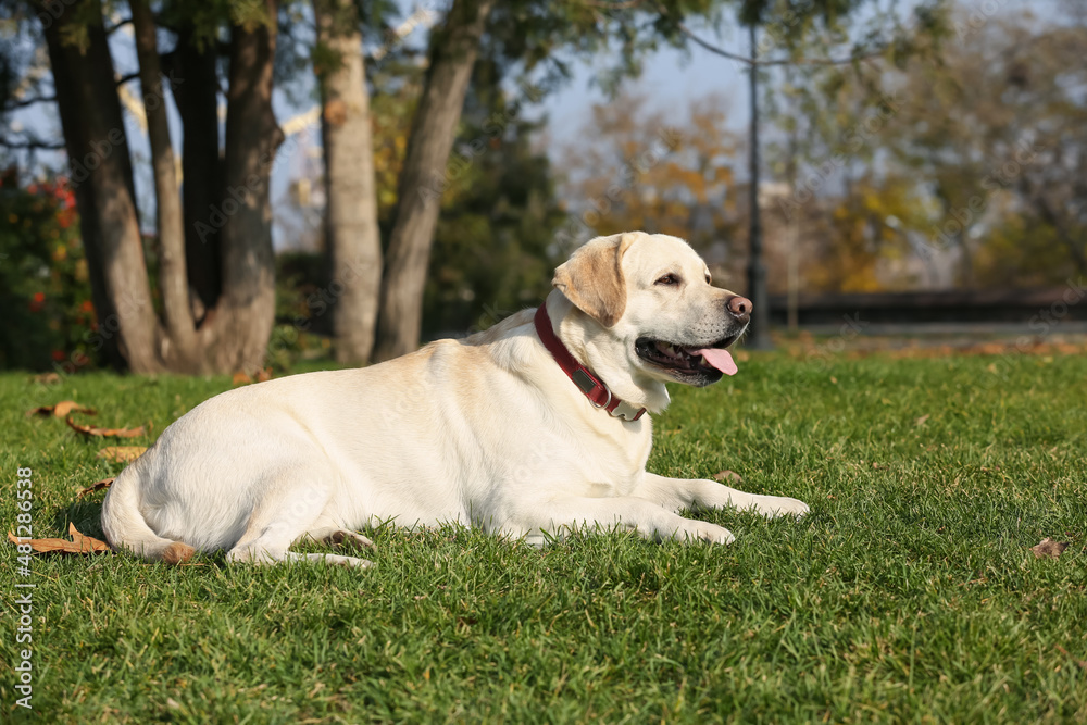 Yellow Labrador lying in park on sunny day Yellow Labrador lying in park on sunny day