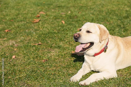 Yellow Labrador lying on green grass outdoors. Space for text