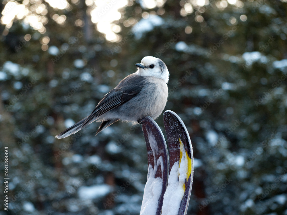 Fototapeta premium A Gray Jay on skis