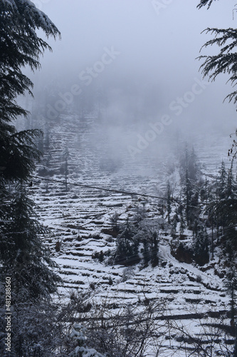 Snow caped cedar trees and step fields in slope in mountainous region of himachal pradesh © Navaashay