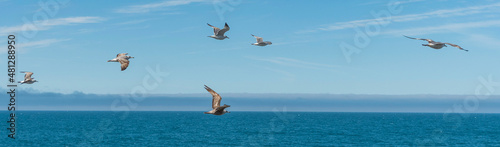 Birds in flight on the Pacific Coast at Sea Ranch, CA