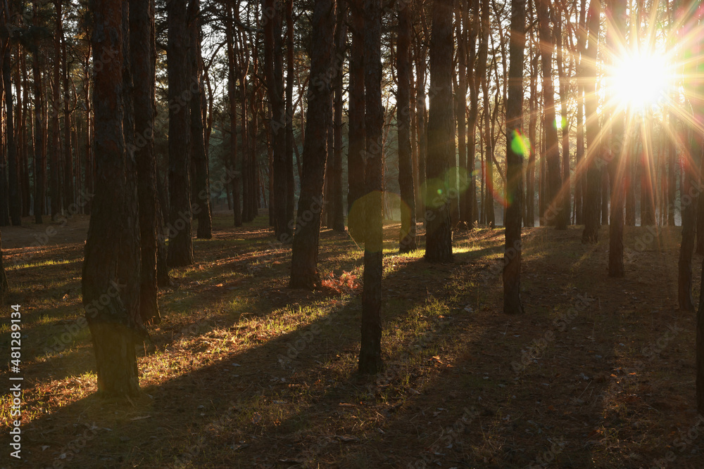 Fototapeta premium Beautiful view of sun shining through trees in conifer forest at sunset