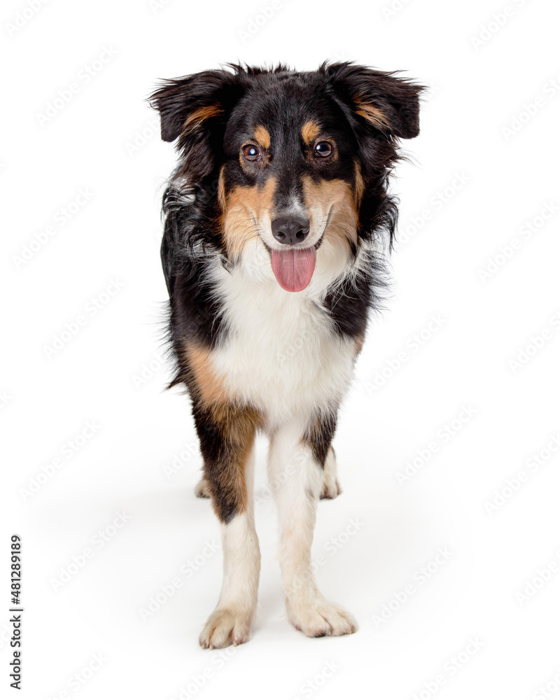 Happy Joyful Australian Shepherd Dog Happy Joyful Australian Shepherd Dog