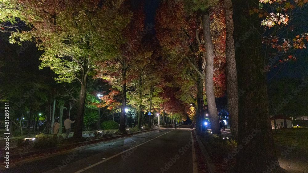 金沢 紅葉 並木道