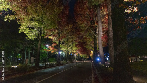 金沢 紅葉 並木道