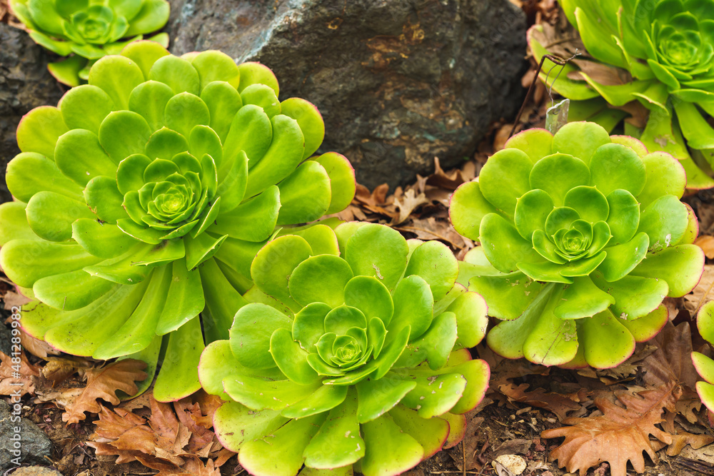 Aeonium Arboreum (Tree Aeonium) close up in the garden. Beautiful evergreen succulent plant Aeonium Arboreum (Tree Aeonium) close up in the garden. Beautiful evergreen succulent plant