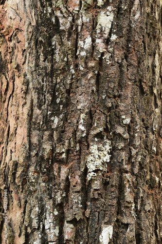 close up of tree bark texture for background