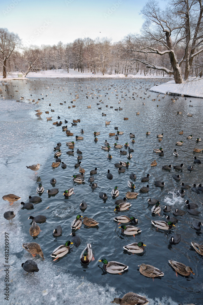 Ducks swim in the lake in winter.