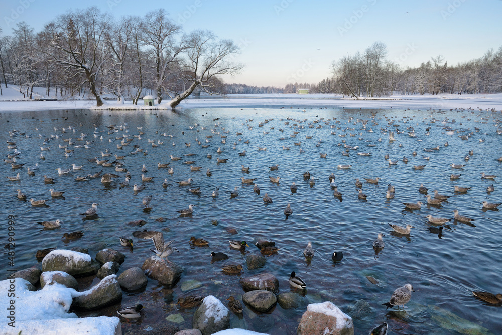 Ducks swim in the lake in winter.