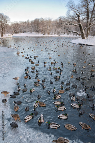 Obraz na płótnie Ducks swim in the lake in winter. w salonie