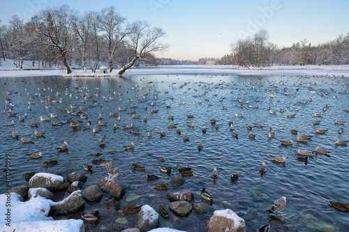 Obraz na płótnie Ducks swim in the lake in winter. w salonie