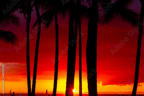 Hawaii Sunset Palm Tree Silhouette