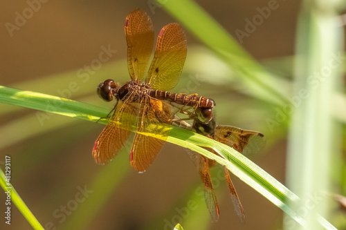 A pair of mating Eastern Amberwing dragonflies (Perithemis tenera). Summer in Raleigh, North Carolina. photo