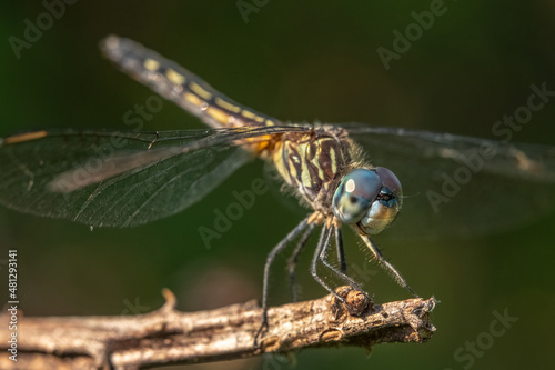 A female Blue Dasher poses on a twig, and appears to be smiling. Raleigh, North Carolina.
