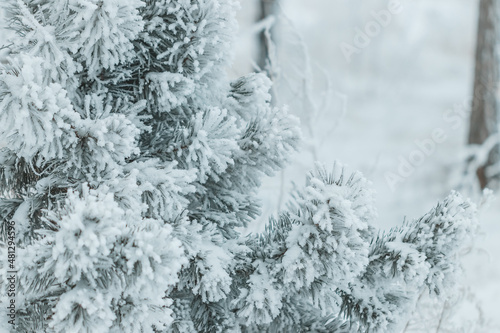 Winter background: fluffy pine branches completely covered with snow