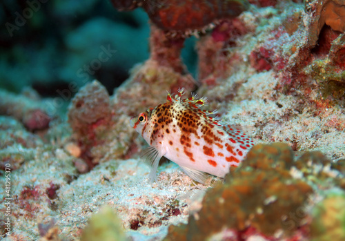 A Spotted Hawkfish resting on the wing of a plane wreck Boracay Island Philippines