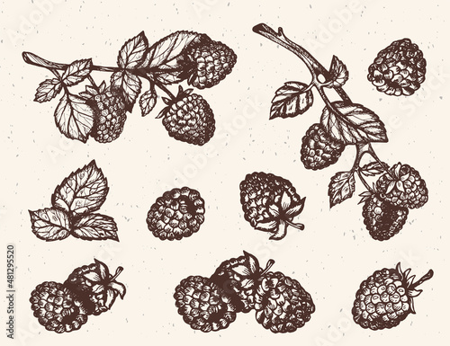 raspberry vector drawing hand sketch. blackberry vector sketch. raspberry branch vector sketch. raspberry vector. raspberry wallpaper vector.