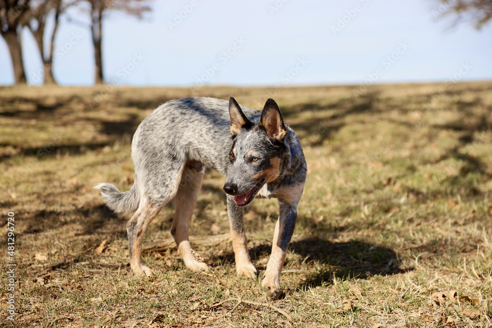Australian Cattle Dog, Blue Heeler pup Australian Cattle Dog, Blue Heeler pup