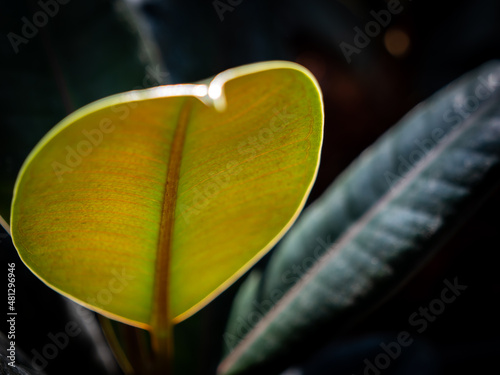 Abstract of Indian Rubber Tree Leaf photo