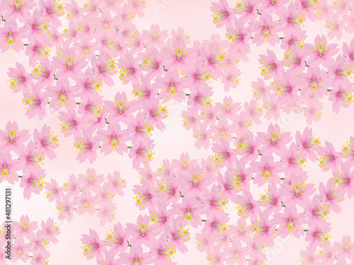 Fototapeta Naklejka Na Ścianę i Meble -  背景イメージ素材　咲き誇る春の桜（1_1）